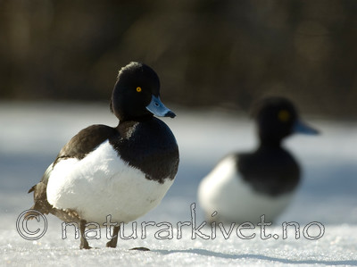 BB 06 0130 / Aythya fuligula / Toppand